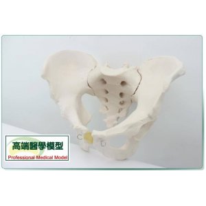 1:1男性骨盆標本模型髂骨坐骨恥骨模型人體骨骼模型