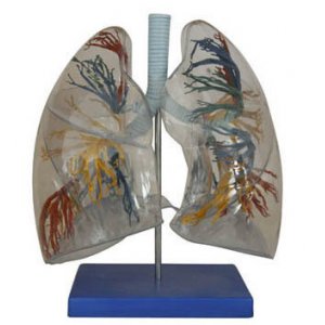 透明肺段模型，醫用教學模型，肺部模型