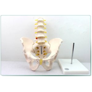 醫用人體男性骨盆模型附五節腰椎髖骨骶骨尾椎骨骼模型