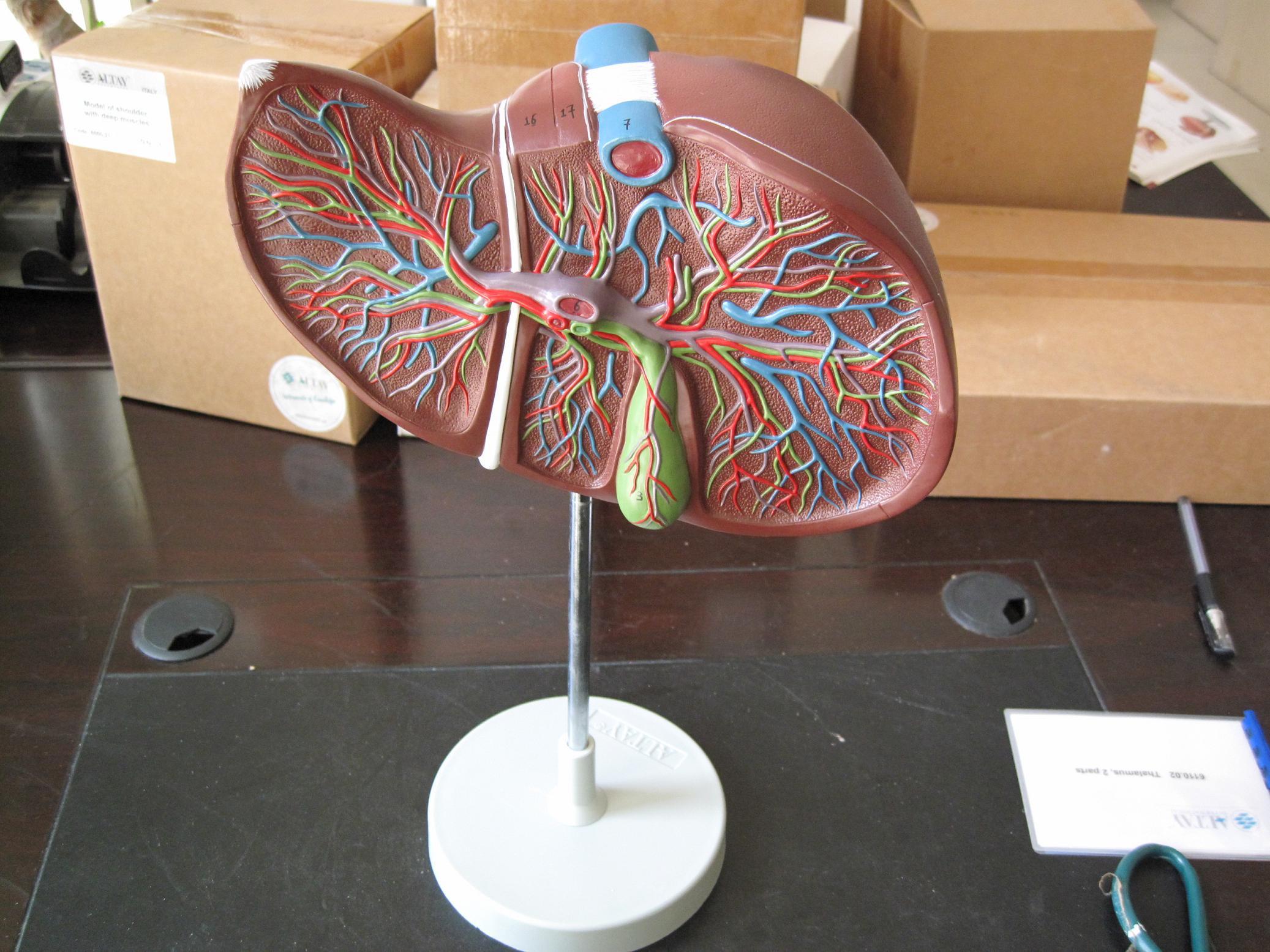 共和国精品-医模馆 带血管肝脏模型,肝脏解剖模型 医学 教学模型