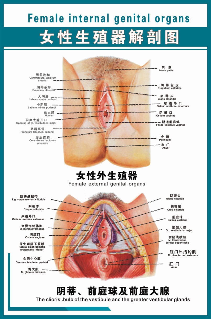 共和國精品-醫模館| 男女泌尿生殖21《女性生殖器解剖圖》57cmx85cm寫真圖壓膜防水