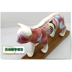 貓體針灸模型獸醫用習動物解剖模型寵物模型動物針灸