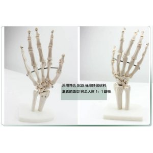 醫用人體手關節模型手骨尺骨橈骨模型人體骨骼手足外科