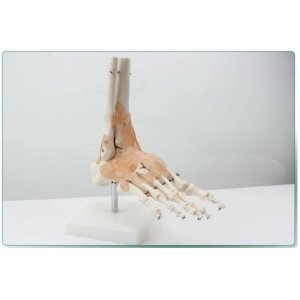 腳關節附韌帶模型人體足關節骨骼運動系統解剖手足外科