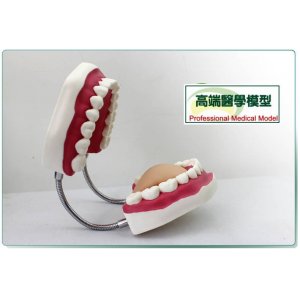6倍大口腔護理模型刷牙指導模型牙齒模型送大牙刷